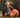 JungleJack