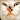 ZetFox