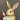 OligoBunny