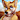 ServerDingo