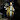 CycadaAcolyte