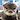 smallottcub
