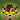 ashentail