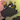 Therasis