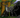 Dragon6