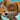Dorkie