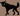 Chaywolf