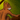squirrelfosius