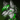 spikesdasnowfox
