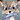Frostywing
