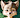 SmokyFurr