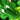 Denare