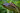 SnakeWife