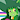 SonicRanticoot