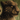 Cheetahbutt