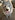 puppysmell