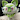 ricecake77