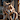 GarryWolf