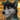 NovaCWolf