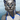 coolsilver
