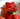 strawkitty
