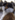 Hollyfox