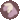 grandifloru
