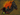 CosmicFlame