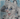WhiskTheCat