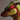 PervDragon