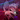 RFox