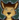 CSFurry