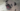 HappyPug034