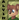 Alvin