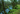 TheForest