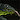 hiveworm